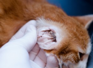 6 huismiddeltjes voor de behandeling van oormijt bij katten