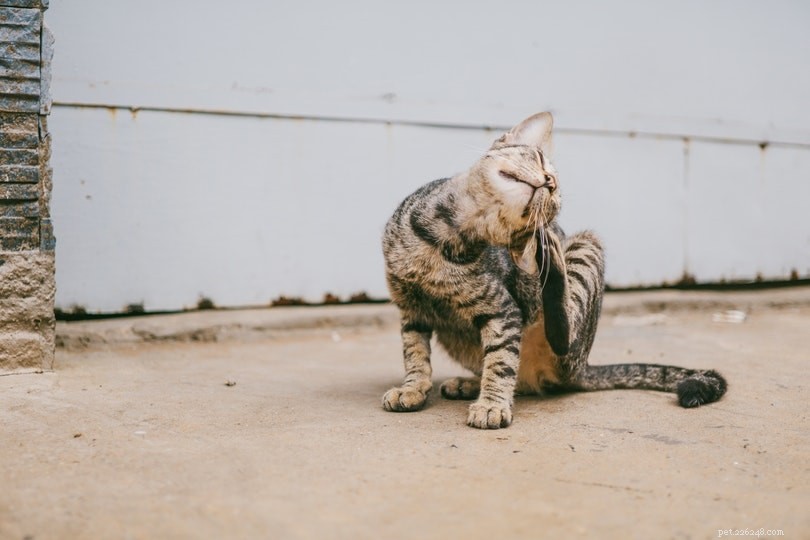 6 remédios caseiros para tratar ácaros da orelha em gatos
