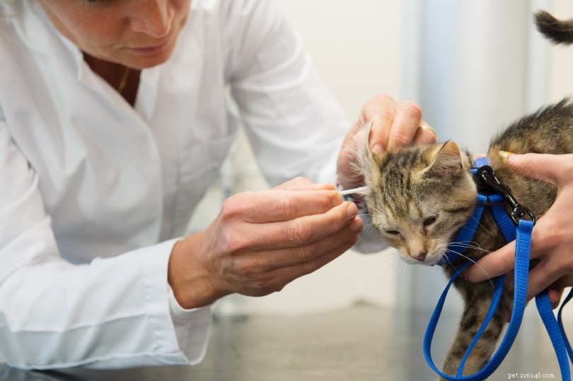 6 домашних средств для лечения ушных клещей у кошек