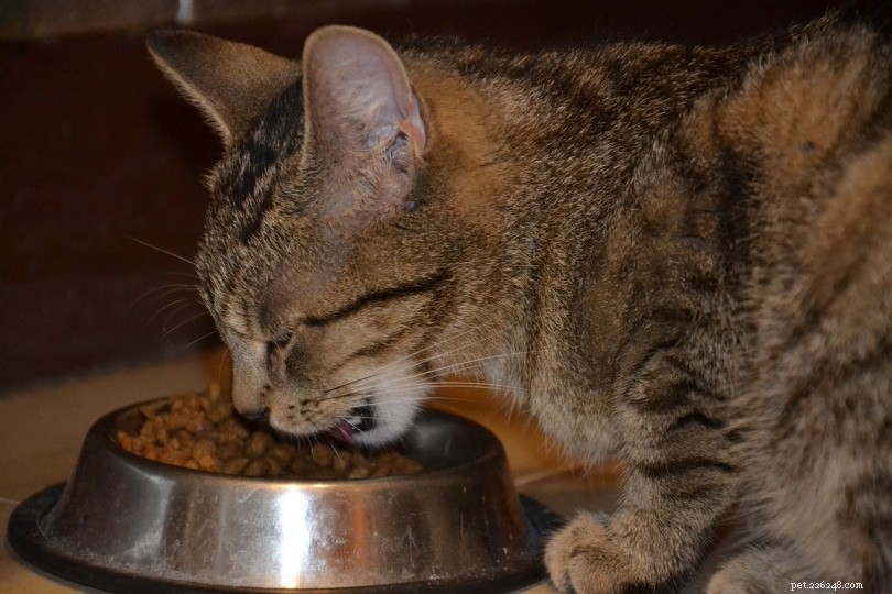 5 tipi di cibo per gatti:come scegliere il meglio per il tuo gatto