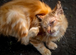 6 rimedi casalinghi per curare la scabbia dei gatti