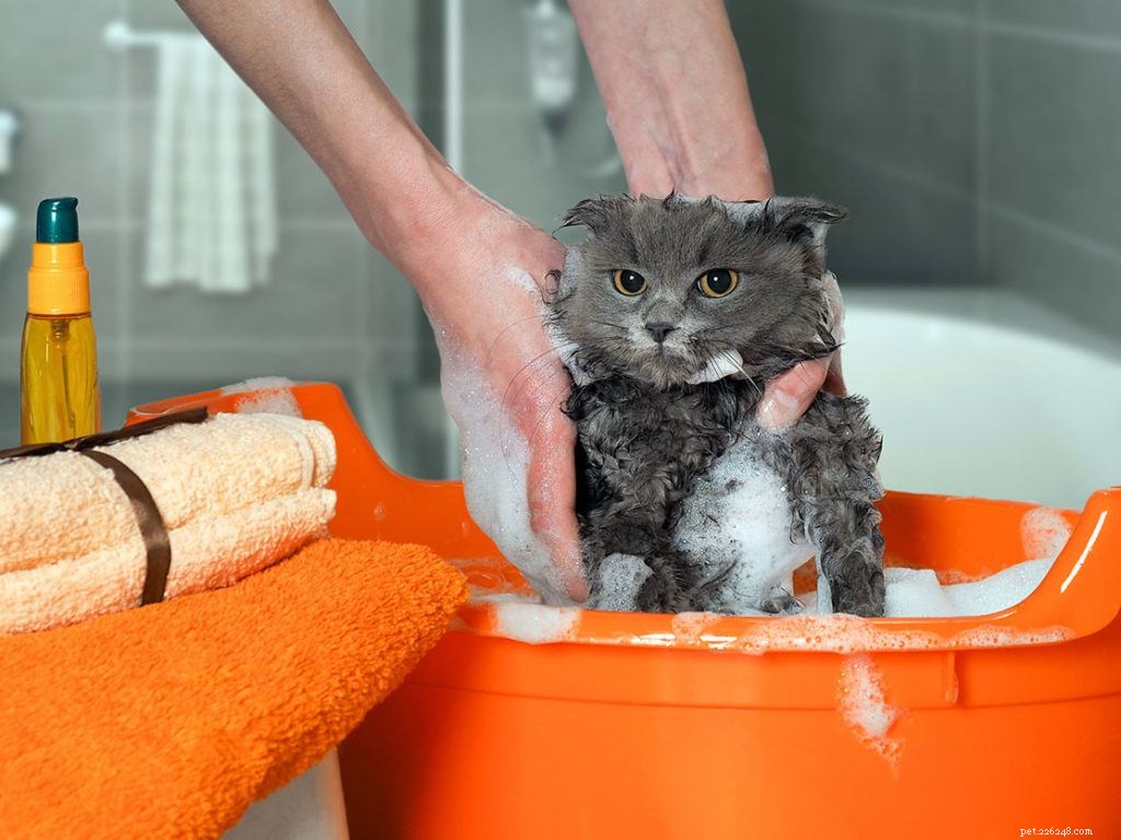 6 rimedi casalinghi per curare la scabbia dei gatti
