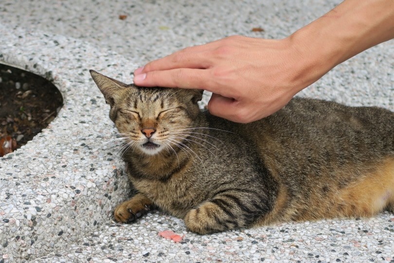 猫の疥癬を治療するための6つの家庭薬 