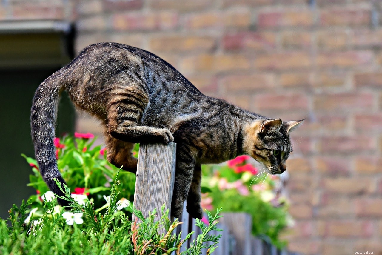 Jak zabránit kočkám mimo vaši zahradu:10 osvědčených metod
