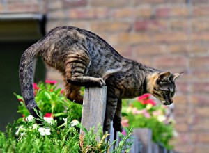 Come tenere i gatti fuori dal tuo giardino:10 metodi collaudati