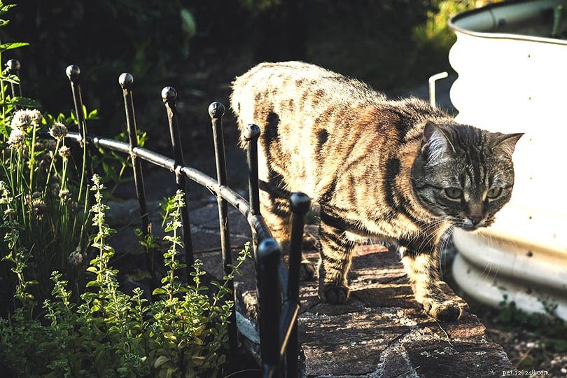 猫を庭から遠ざける方法：10の実証済みの方法 