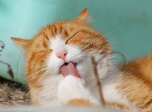 8 remédios caseiros para impedir que seu gato lamba demais