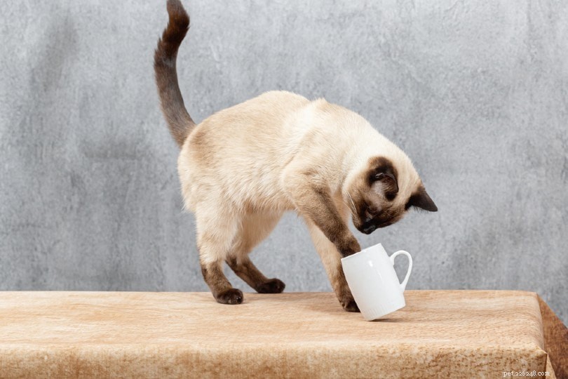 8 domácích prostředků, které zabrání vaší kočce příliš lízat