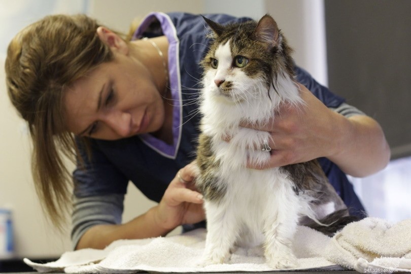 あなたの猫があまりにも多く舐めるのを防ぐための8つの家庭療法 