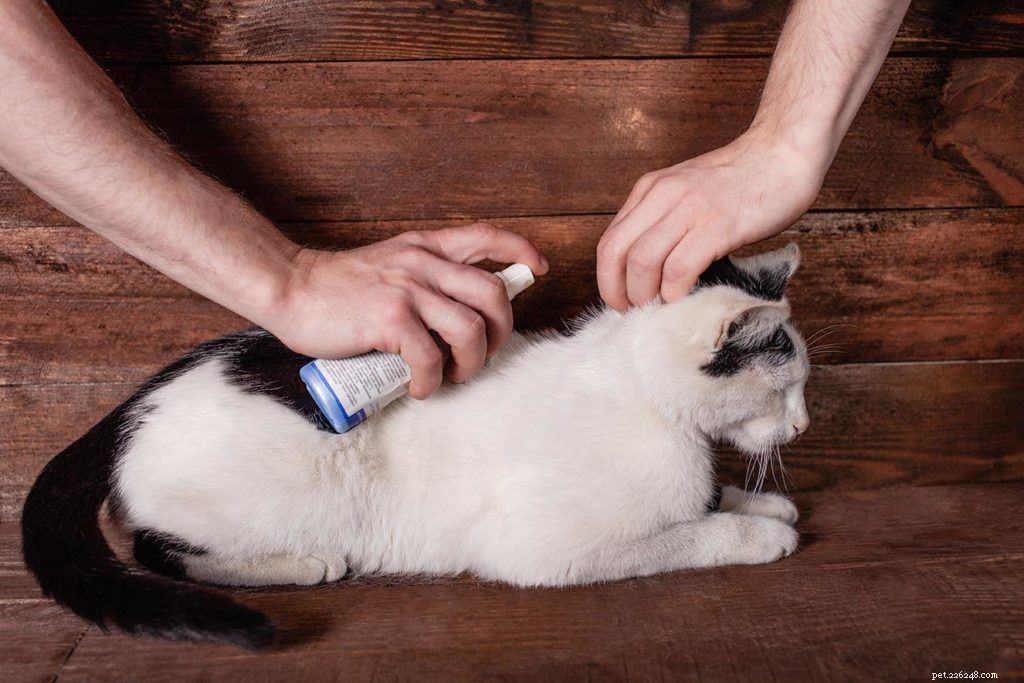 8 huskurer för att hindra din katt från att slicka för mycket