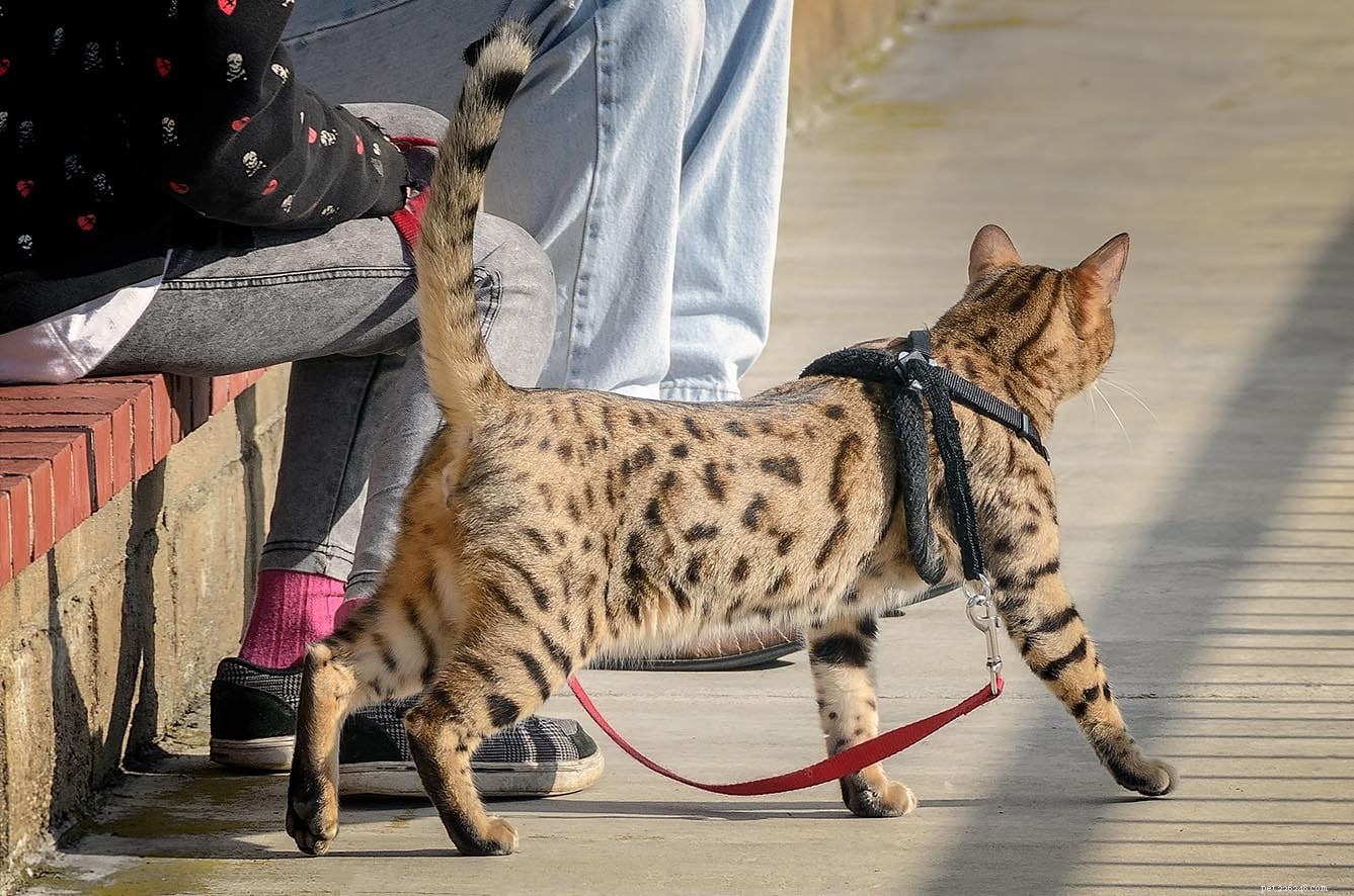 ひもにつないで歩くように猫を訓練する方法（6つのヒント） 