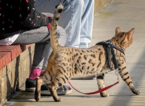 ひもにつないで歩くように猫を訓練する方法（6つのヒント） 