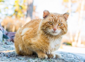 10 rimedi domestici naturali e sicuri per tenere lontani i gatti