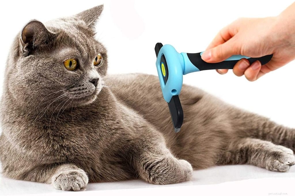 Hur man rakar en katt på rätt sätt (med video)