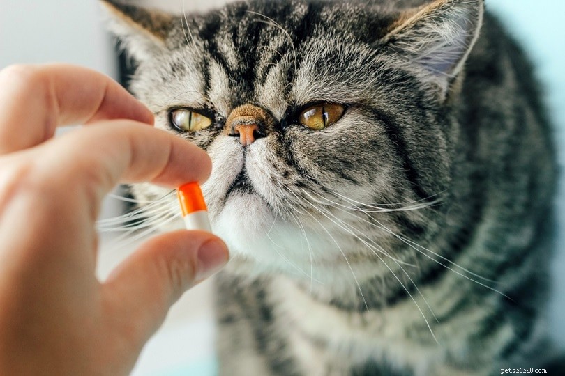 Hur man ger medicin till din katt:9 tips och tricks (med video)