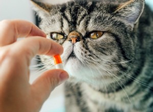 Como dar remédio ao seu gato:9 dicas e truques (com vídeo)