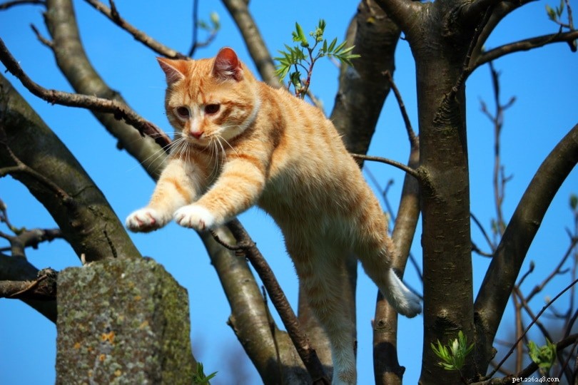A que altura um gato pode pular?
