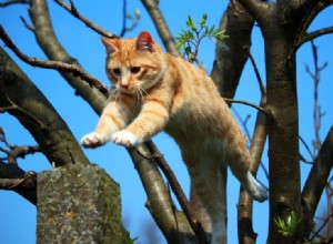 Hoe hoog kan een kat springen?