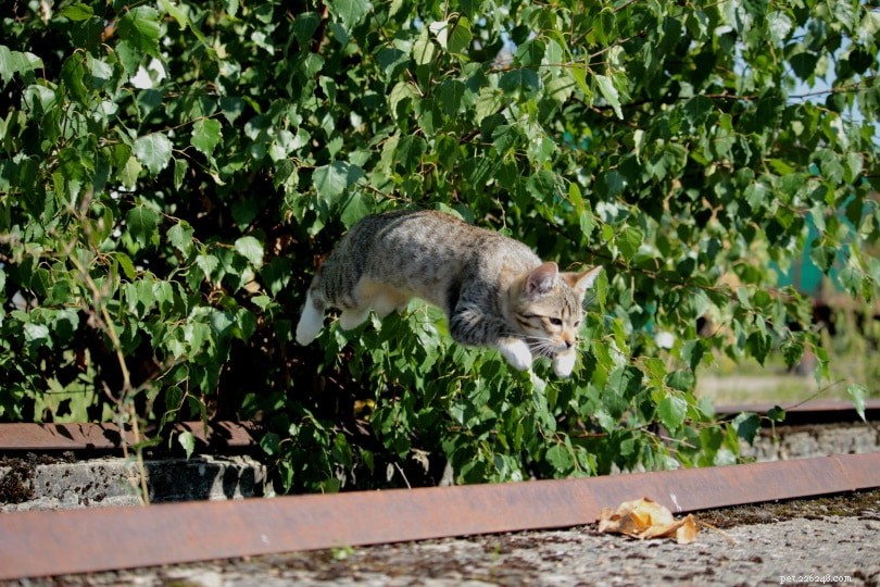Hoe hoog kan een kat springen?