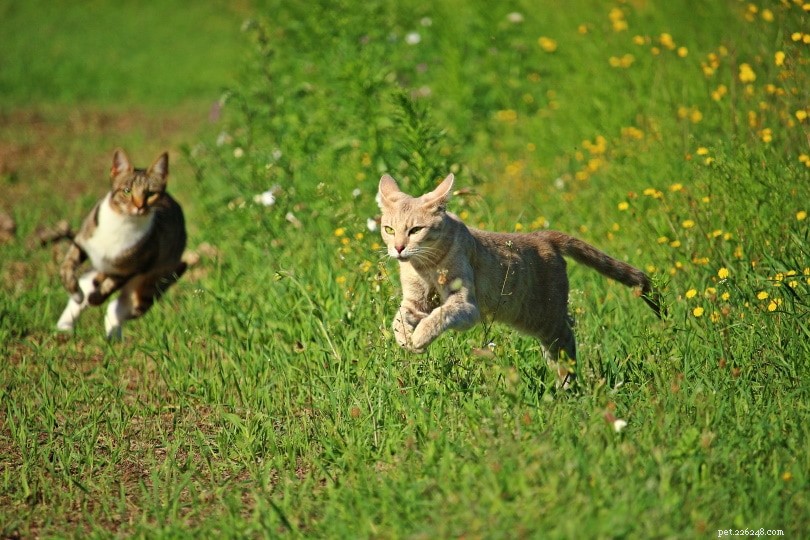 Hoe snel kan een kat rennen?