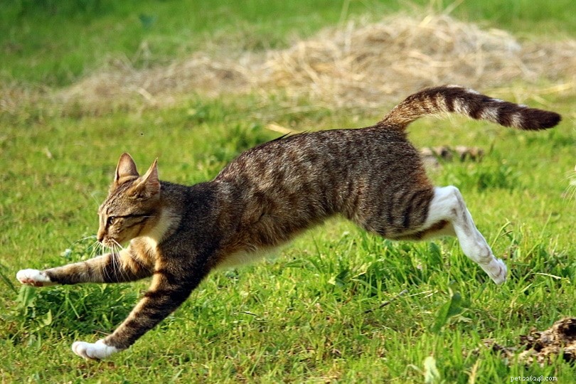 고양이는 얼마나 빨리 달릴 수 있습니까?
