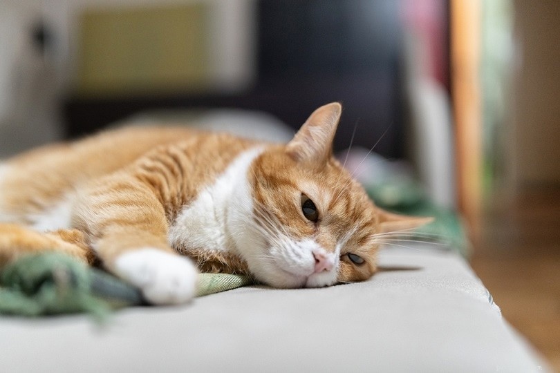 Měli byste izolovat kočku pomocí URI? (Infekce horních cest dýchacích)