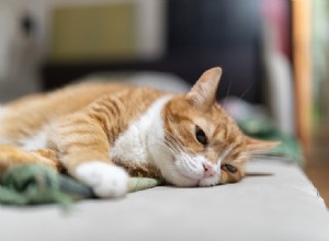 Moet je een kat isoleren met URI? (Bovenste luchtweginfectie)