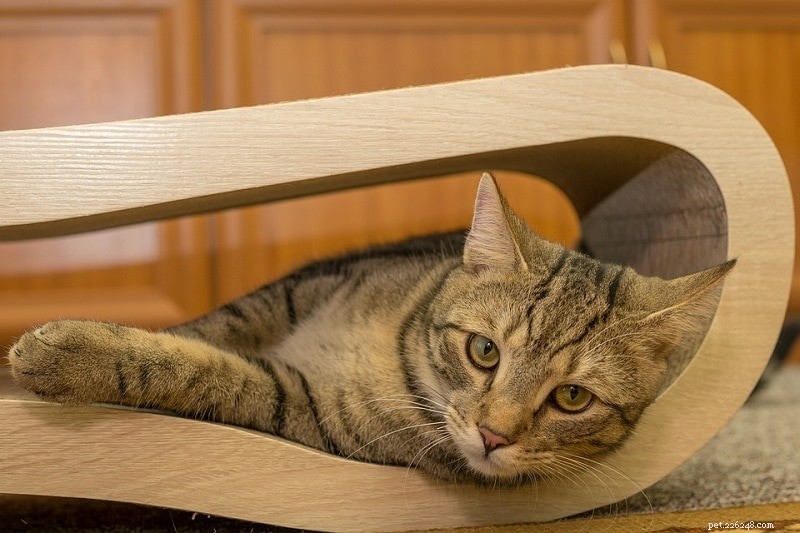 Bör du isolera en katt med URI? (Övre luftvägsinfektion)