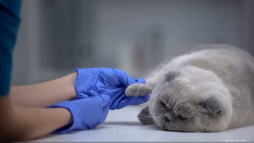 Следует ли изолировать кошку с URI? (инфекция верхних дыхательных путей)