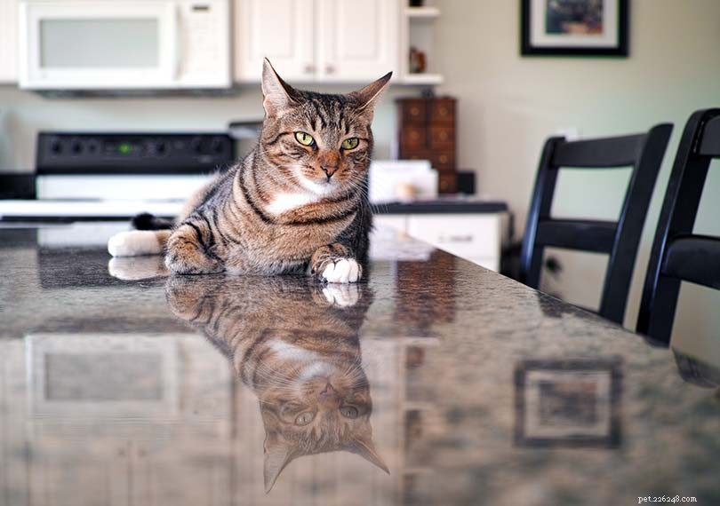 Jak udržet kočky mimo kuchyňské linky a stoly (6 osvědčených metod)