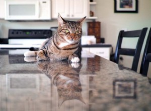 Hur man håller katter borta från köksbänkar och bord (6 beprövade metoder)