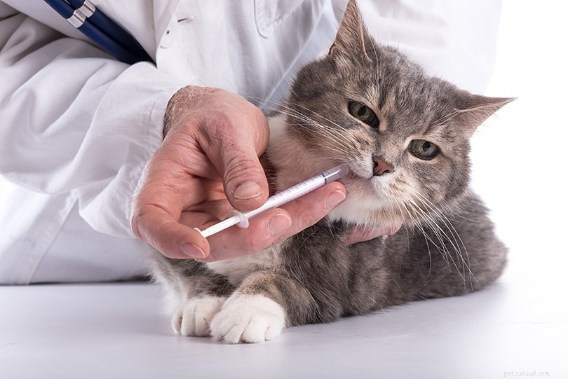 Jak podat tekutou medicínu obtížné kočce