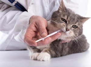 Hur man ger flytande medicin till en svår katt