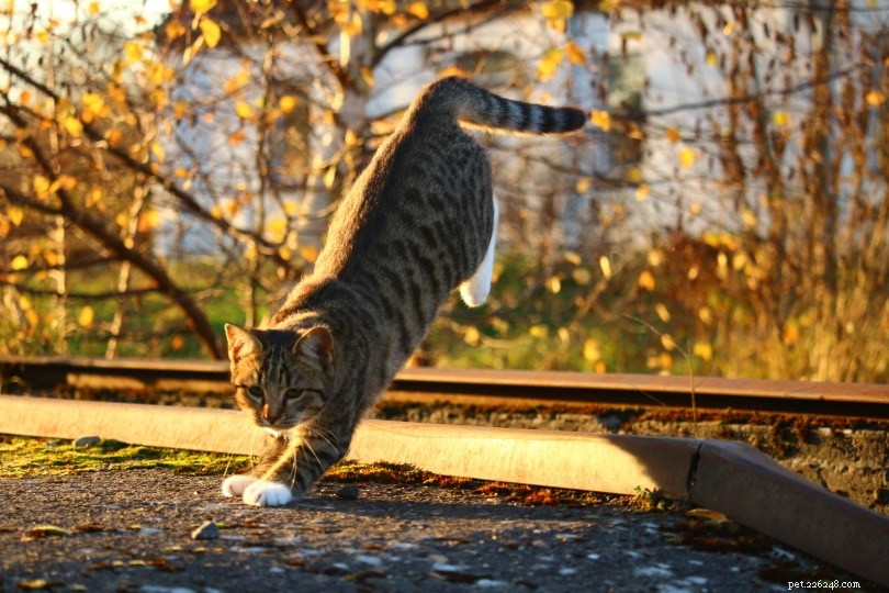 Hur man håller katter borta från utomhusmöbler (14 beprövade metoder)