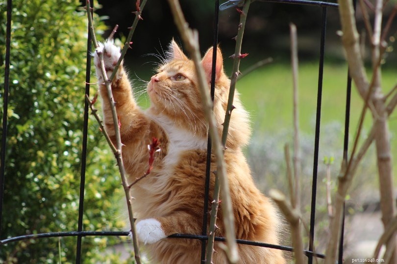 Hoe u katten van tuinmeubilair kunt houden (14 beproefde methoden)