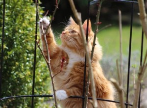 Come tenere i gatti lontani dai mobili da esterno (14 metodi comprovati)