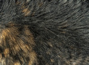 Come sbarazzarsi del pelo di gatto (9 metodi comprovati)