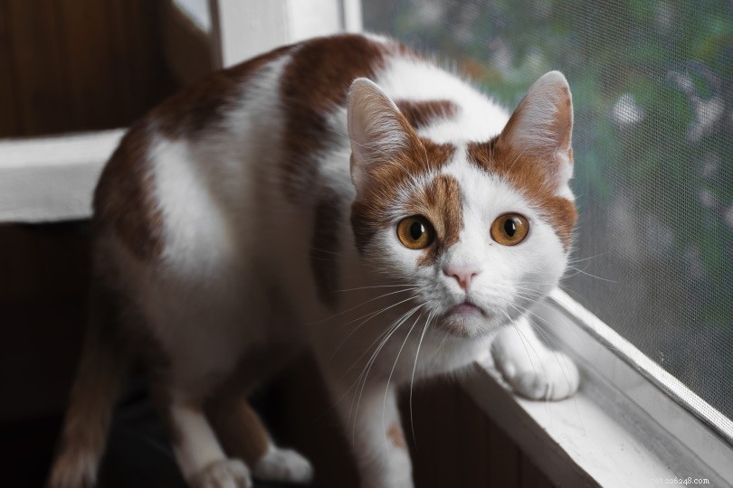 Как отучить кошек лазать по оконным решеткам (5 проверенных способов)