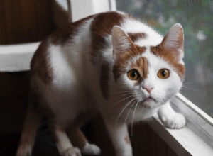 Hur man hindrar katter från att klättra fönsterskärmar (5 beprövade metoder)
