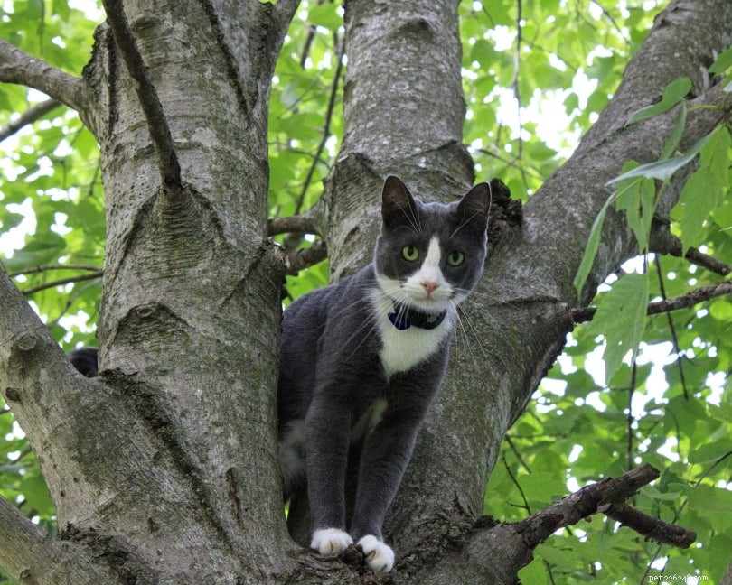 고양이가 나무에 올라가지 못하게 하는 방법(5가지 입증된 방법)