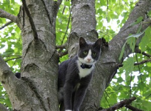 Hur man håller en katt från att klättra i träd (5 beprövade metoder)