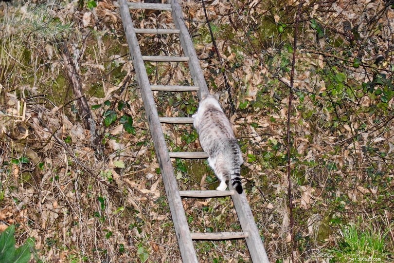 Come impedire a un gatto di arrampicarsi sugli alberi (5 metodi comprovati)