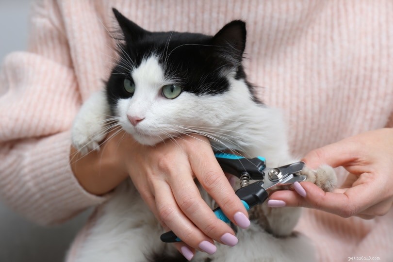 Så klipper du din katts naglar hemma (med video)