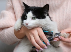 Como aparar as unhas do seu gato em casa (com vídeo)