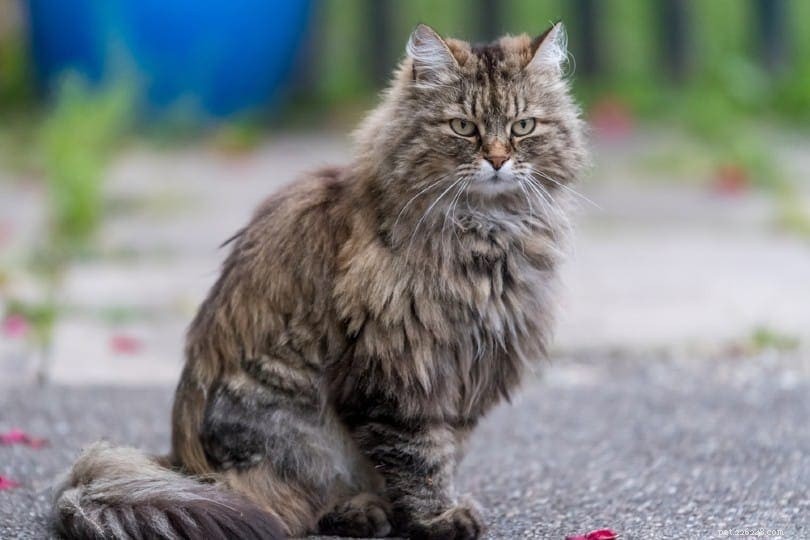 Så skyddar du din katts tassar från heta trottoarer (5 tips)