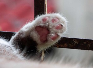 뜨거운 포장 도로로부터 고양이 발을 보호하는 방법(5가지 팁)