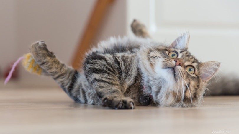 Hoe u de poten van uw kat kunt beschermen tegen hete stoep (5 tips)