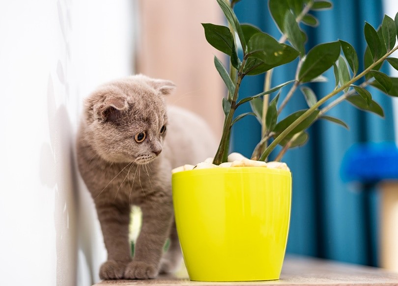 猫を屋内植物から遠ざける方法（6つの実証済みの方法） 