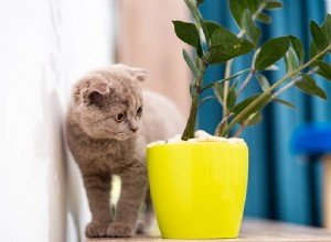 Как отвадить кошек от комнатных растений (6 проверенных методов)