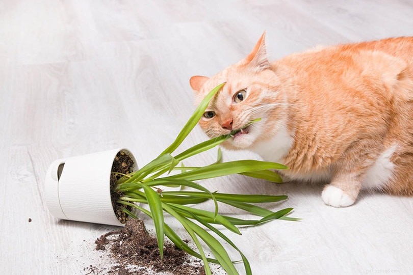 Jak udržet kočky mimo pokojové rostliny (6 osvědčených metod)